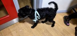 Found/Stray Male Dog last seen Ormeau rd, Car park, Lavinia square apartments, Ormeau Road , Belfast, Northern Ireland BT7