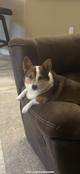 Lost Male Dog last seen Cross streets nw 165th court rd and sw 159th ct, Marion County, FL 34432