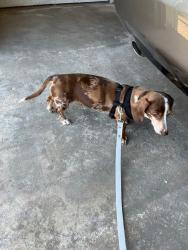 Found/Stray Female Dog last seen In hosp parking lot, Mobile, AL 36608