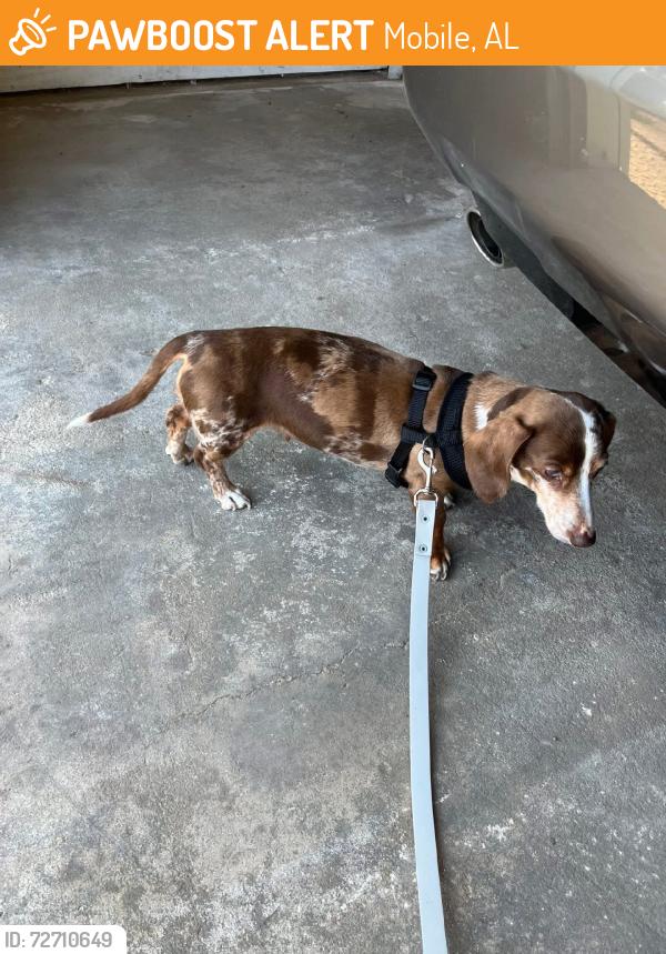 Found/Stray Female Dog last seen In hosp parking lot, Mobile, AL 36608