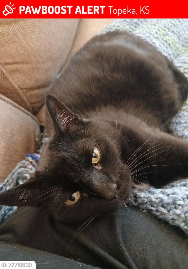 Lost Female Cat last seen Near Glendale Dr , Topeka, KS 66604
