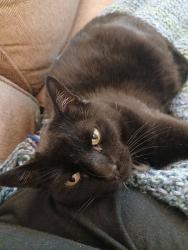 Lost Female Cat last seen Near Glendale Dr , Topeka, KS 66604