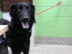 Shelter Stray Male Dog last seen NAPA VALLEY DR/LEE RD - 4 DAYS, Murfreesboro, TN 37129