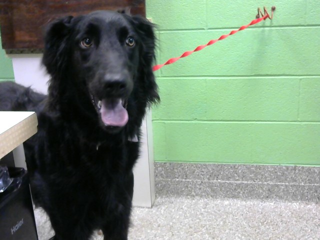 Shelter Stray Male Dog last seen NAPA VALLEY DR/LEE RD - 4 DAYS, Murfreesboro, TN 37129