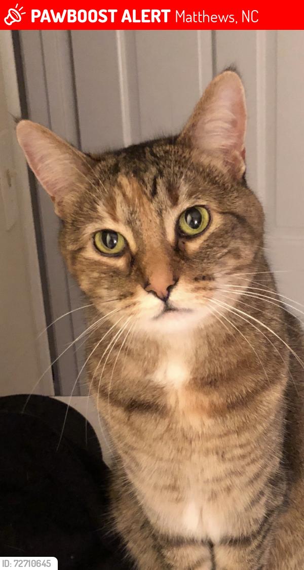 Lost Female Cat last seen Six mile creek, Matthews, NC 28105