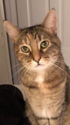 Lost Female Cat last seen Six mile creek, Matthews, NC 28105