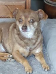 Found/Stray Male Dog last seen 2nd st, Albuquerque, NM 87114