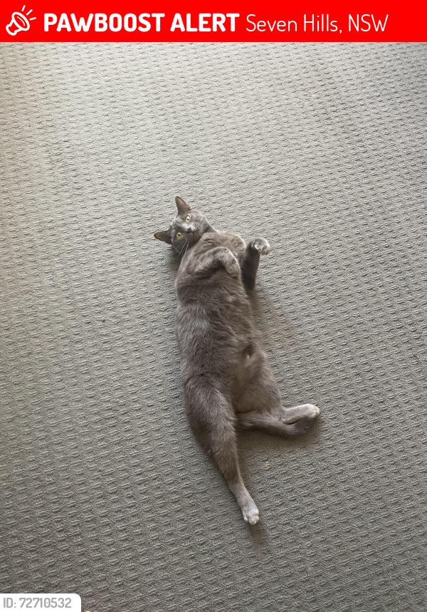 Lost Female Cat last seen George St Seven Hills, Seven Hills, NSW 2147