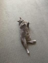 Lost Female Cat last seen George St Seven Hills, Seven Hills, NSW 2147