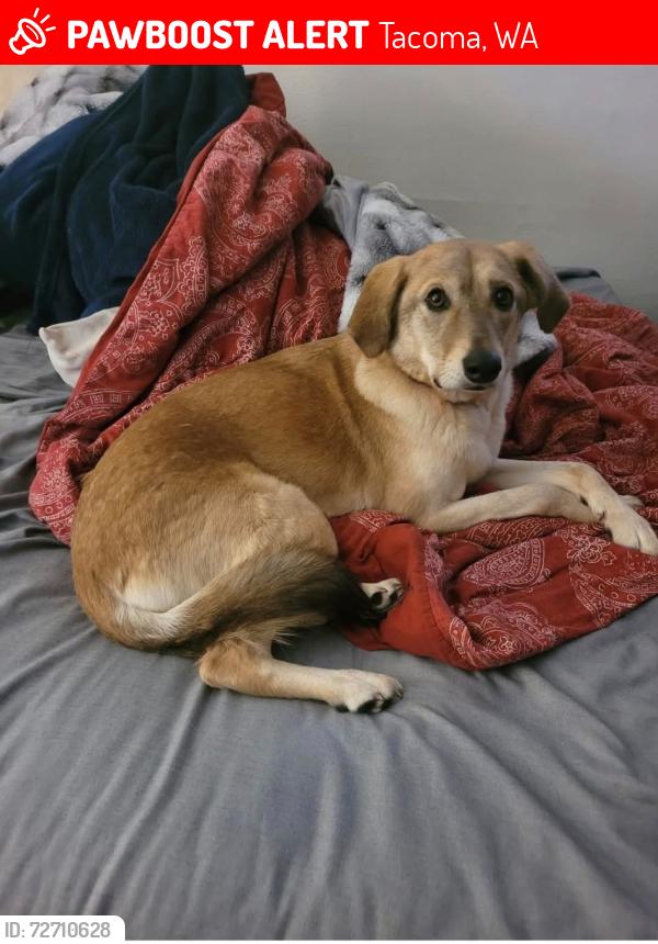 Lost Female Dog last seen 48th and G, Tacoma, WA 98408