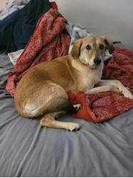 Lost Female Dog last seen 48th and G, Tacoma, WA 98408