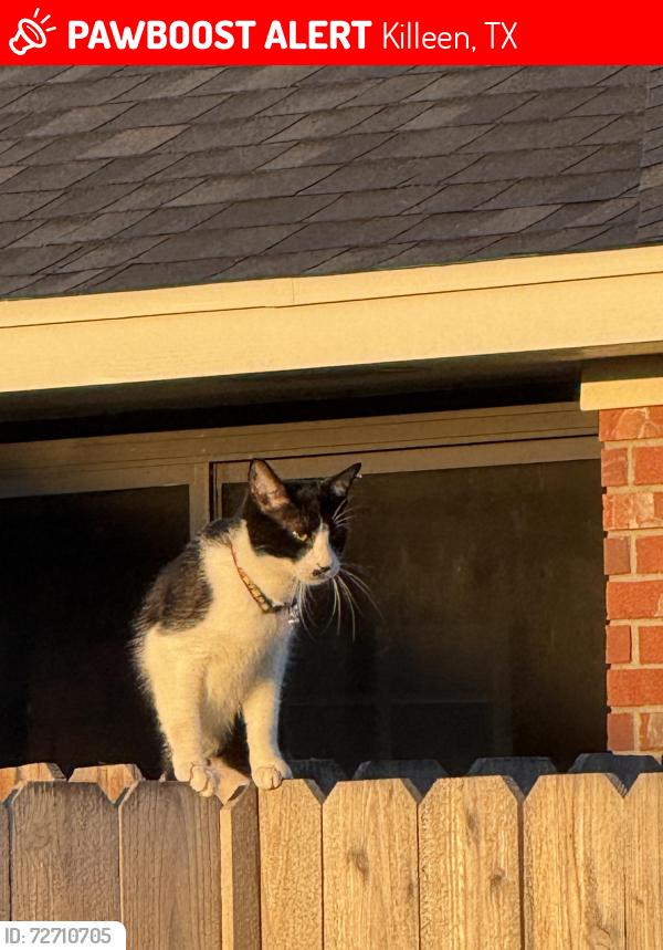Lost Male Cat last seen CLEAR CREEK RD AUTOZONE/CEFCO, McDonald’s/Shoemaker HS across the street from the neighborhood, Killeen, TX 76549