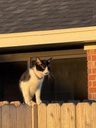 Lost Male Cat last seen CLEAR CREEK RD AUTOZONE/CEFCO, McDonald’s/Shoemaker HS across the street from the neighborhood, Killeen, TX 76549