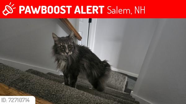 Lost Male Cat last seen Sherwood circle Douglas drive, Salem, NH 03079
