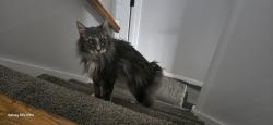 Lost Male Cat last seen Sherwood circle Douglas drive, Salem, NH 03079