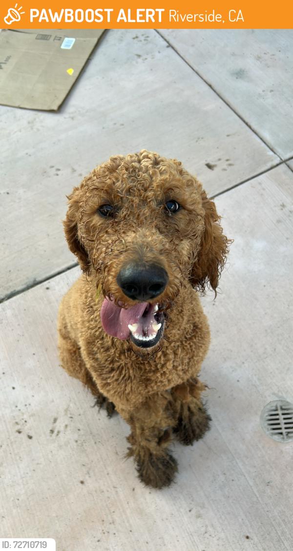 Found/Stray Male Dog last seen Monroe and Lincoln, Riverside, CA 92504