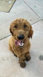 Found/Stray Male Dog last seen Monroe and Lincoln, Riverside, CA 92504