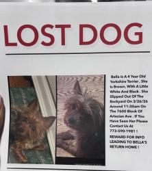 Lost Female Dog last seen ST Rita Hughes, Chicago, IL 60652
