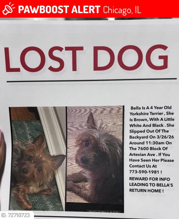 Lost Female Dog last seen ST Rita Hughes, Chicago, IL 60652