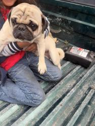 Found/Stray Male Dog last seen Dutton avne Waco tx , Waco, TX 76703