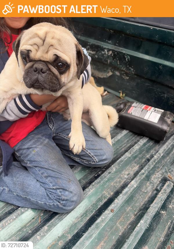 Found/Stray Male Dog last seen Dutton avne Waco tx , Waco, TX 76703