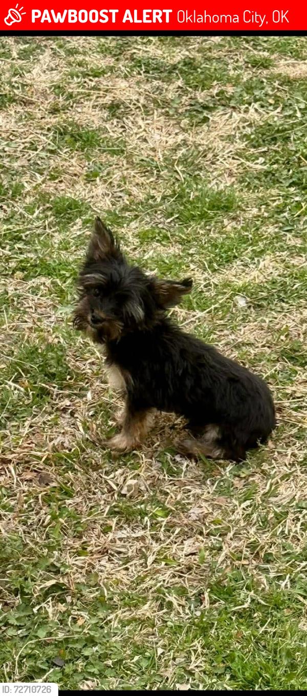 Lost Male Dog last seen 51st I-35, Oklahoma City, OK 73129