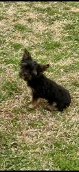 Lost Male Dog last seen 51st I-35, Oklahoma City, OK 73129
