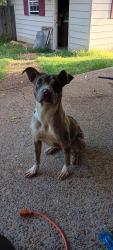 Lost Female Dog last seen Dexter rd, Memphis, TN 38016