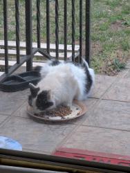 Found/Stray Unknown Cat last seen Hickory-Lincolnton Hwy and Old State Road, Blackburn, NC 28658