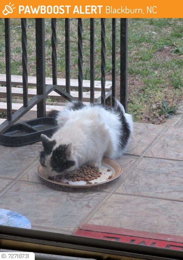 Found/Stray Unknown Cat last seen Hickory-Lincolnton Hwy and Old State Road, Blackburn, NC 28658