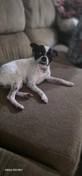 Found/Stray Female Dog last seen Anaheim library 92804, Anaheim, CA 92804