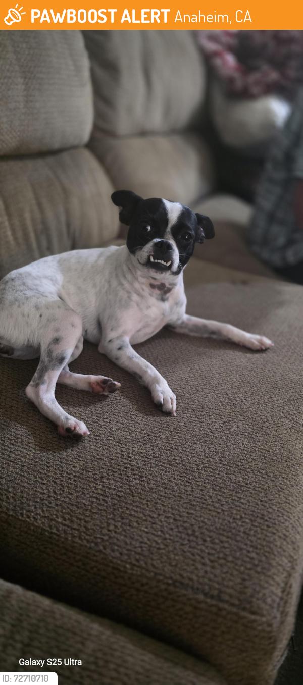 Found/Stray Female Dog last seen Anaheim library 92804, Anaheim, CA 92804