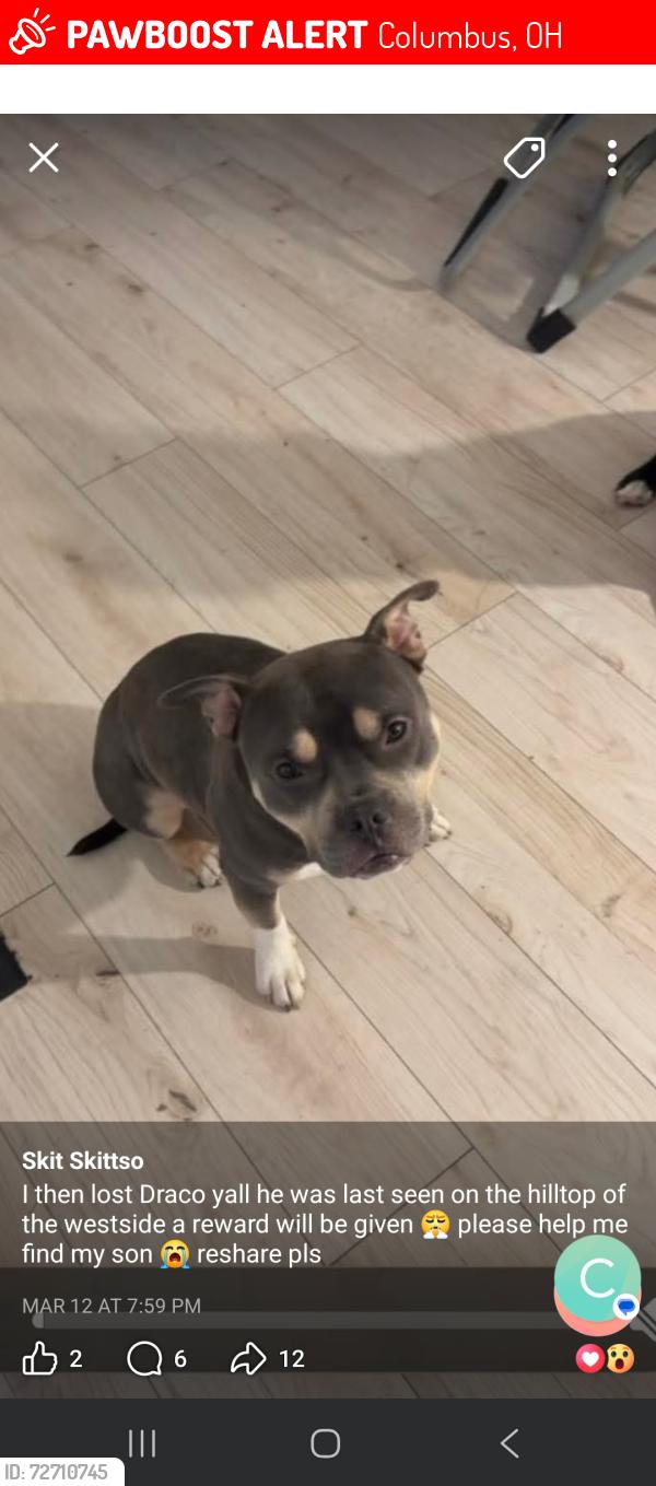 Lost Male Dog last seen Whitethorne&Springmont, Columbus, OH 43223