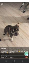 Lost Male Dog last seen Whitethorne&Springmont, Columbus, OH 43223