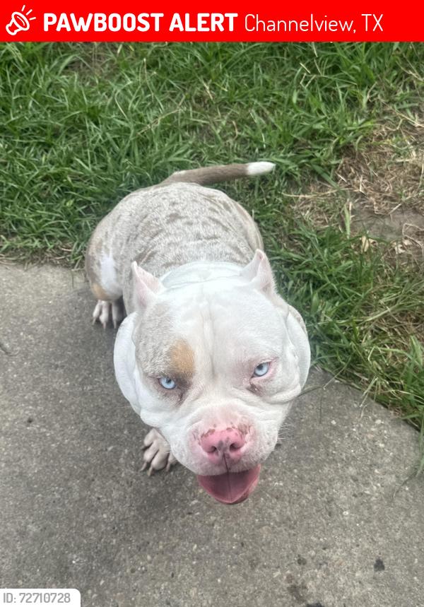 Lost Male Dog last seen Dell Dale/Woodforest , Channelview, TX 77530