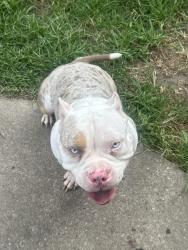Lost Male Dog last seen Dell Dale/Woodforest , Channelview, TX 77530
