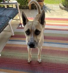 Found/Stray Male Dog last seen Crestway , San Antonio, TX 78239