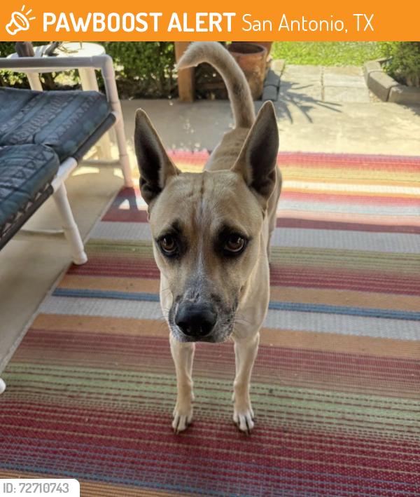 Found/Stray Male Dog last seen Crestway , San Antonio, TX 78239