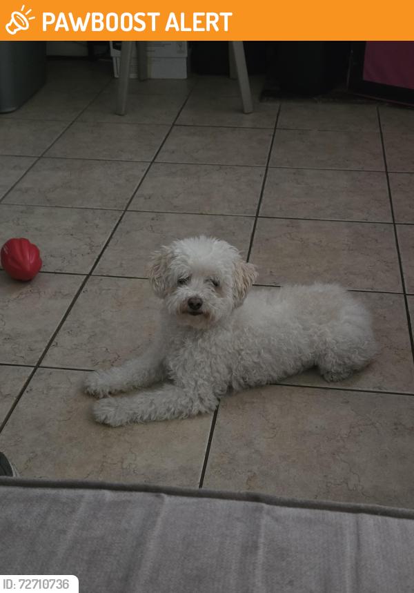 Found/Stray Female Dog last seen Inyo Place and 19th Street, Rancho Cucamonga, CA 91701