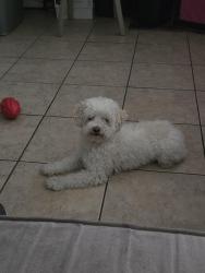 Found/Stray Female Dog last seen Inyo Place and 19th Street, Rancho Cucamonga, CA 91701