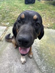 Found/Stray Female Dog last seen Alpine road Lodi , Lodi, CA 95240