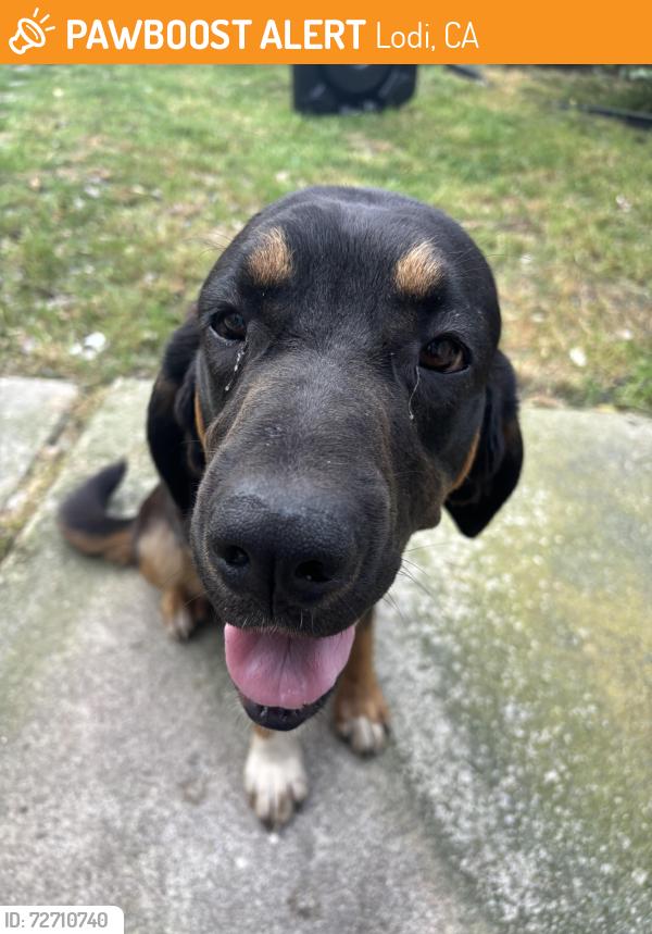 Found/Stray Female Dog last seen Alpine road Lodi , Lodi, CA 95240
