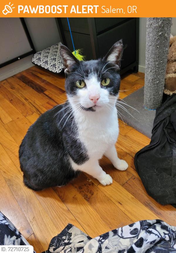 Found/Stray Male Cat last seen Nina and Mize street , Salem, OR 97302