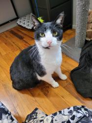 Found/Stray Male Cat last seen Nina and Mize street , Salem, OR 97302