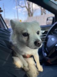 Found/Stray Male Dog last seen Central and 235, Wichita, KS 67213