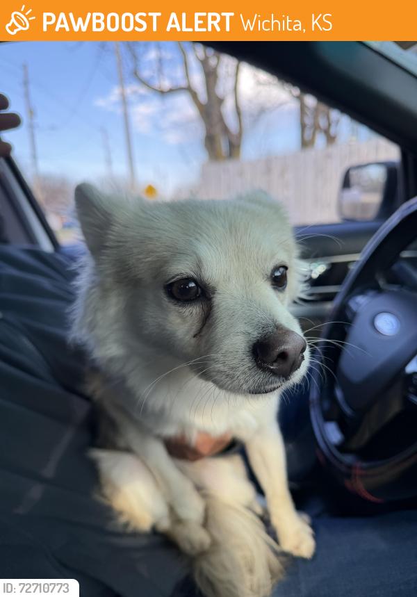 Found/Stray Male Dog last seen Central and 235, Wichita, KS 67213