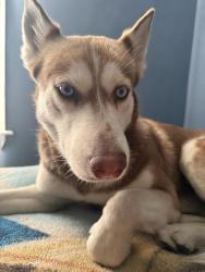 Lost Female Dog last seen Harrison Path Station, Harrison, NJ 07029