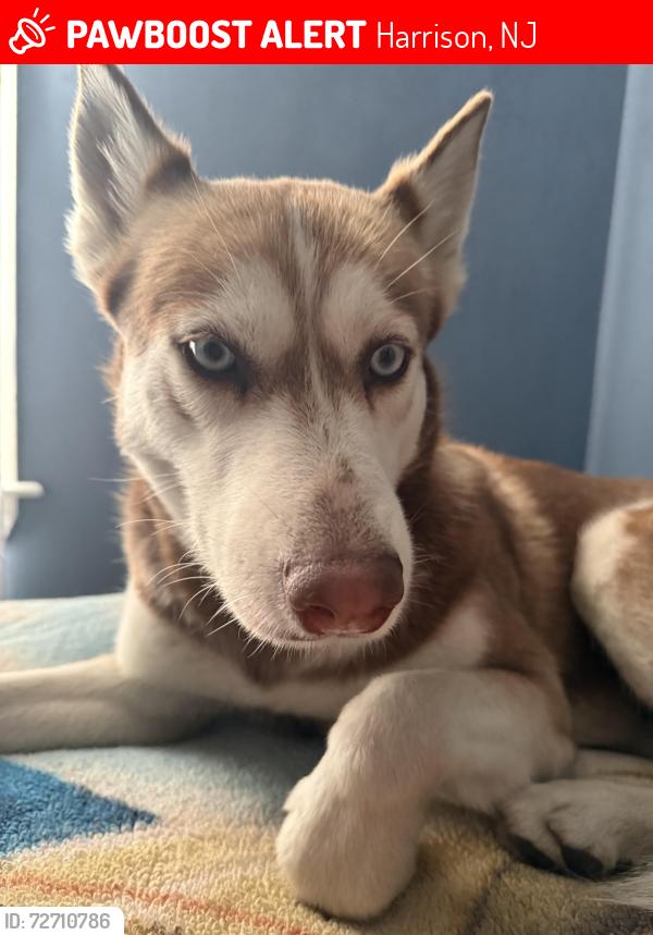 Lost Female Dog last seen Harrison Path Station, Harrison, NJ 07029