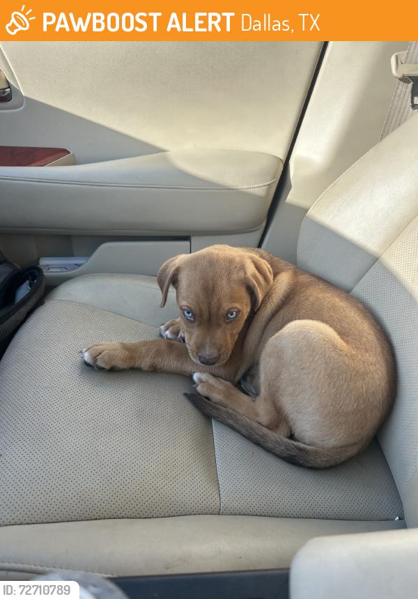 Found/Stray Male Dog last seen Northwest Highway and Mixon Dr, Dallas, TX 75220