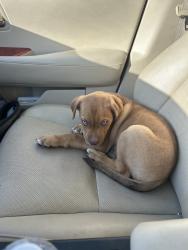 Found/Stray Male Dog last seen Northwest Highway and Mixon Dr, Dallas, TX 75220